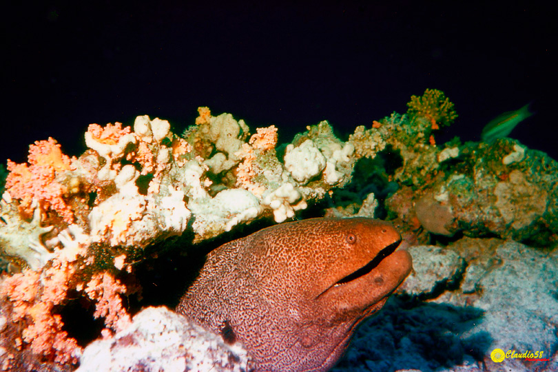 Oracolo della Sibilla Egitto murena